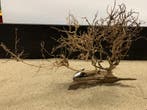 Osaka Bonsai Tree nr 21 - 56x19x42cm - aquascaping boom, Dieren en Toebehoren, Ophalen of Verzenden, Nieuw, Plant(en), Steen of Hout