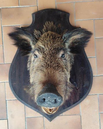Wild zwijn Taxidermie wandmontage - Sus scrofa - 70 cm - 60, Nieuw