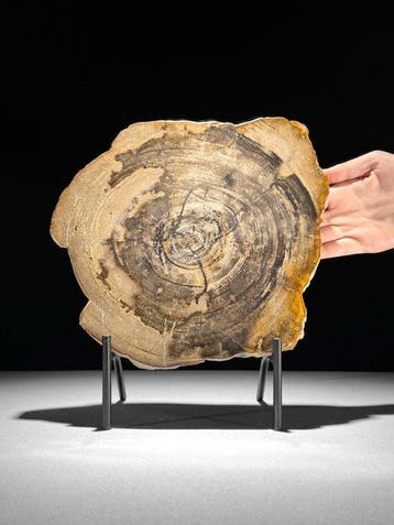 Prachtige plak versteend hout op een op maat gemaakte