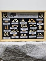 Vitrine met een verzameling authentieke fossiele tanden uit