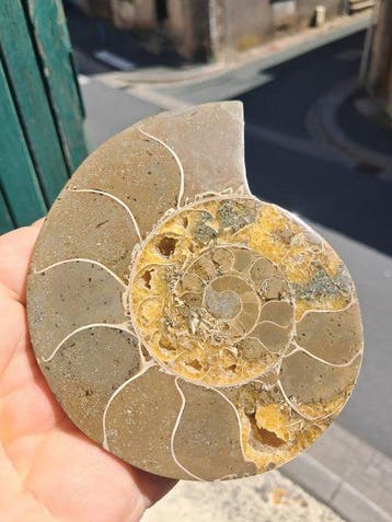 Ammoniet - Gefossiliseerde schelp - 11.4 cm - 9.3 cm (Zonder, Verzamelen