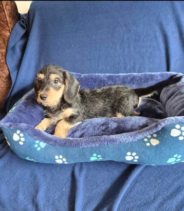 Ruwhaar boomer puppies!  Reutjes., Parvo, 8 tot 15 weken, Meerdere, Nederland