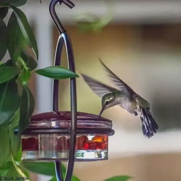 Hangende Kolibrivoederaar - Ronde Water Voeder voor Tuin en, Dieren en Toebehoren