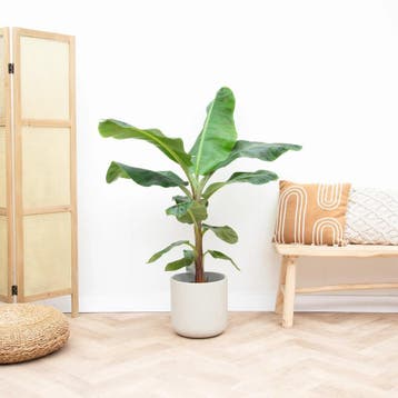 Green Bubble - Bananenplant - 110cm - Ø21 cm, Ophalen of Verzenden