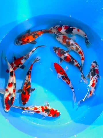 Hirasawa Marusei 27-32cm (Japanse Koi), Karper of Koi
