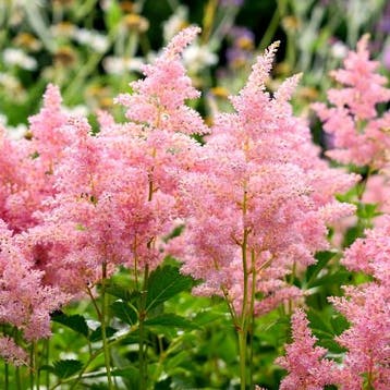 Astilbe arendsii Erika - Wortelgoed - 5 stuks, Verzenden