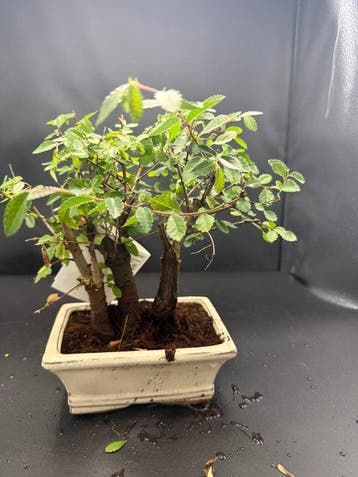 Japanese iep bonsai (Zelkova) - Hoogte (boom): 20 cm -