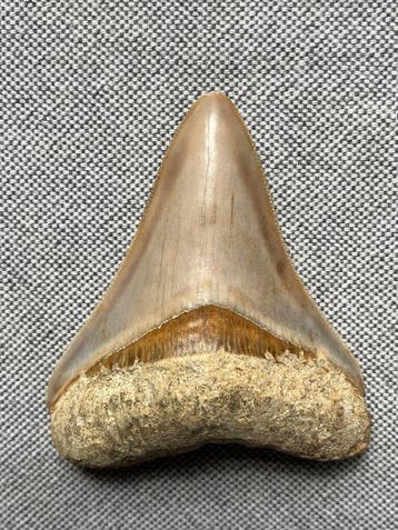 Megalodon-tand 7,3 cm - Fossiele tand - Carcharocles