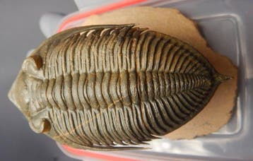 Trilobiet - Fossiel skelet - Odontochile (Zlichovaspis