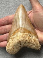 Megalodon tand 12,2 cm - Fossiele tand - Carcharocles