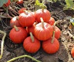 Bol-p-5106 f1 organic biologische kabocha kleinverpakking, Hobby en Vrije tijd, Ophalen of Verzenden, Nieuw