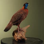 Temmincks Tragopaan Taxidermie Opgezette Dieren By Max, Ophalen of Verzenden, Nieuw, Vogel, Opgezet dier