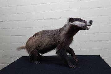 Common Badger - full-body standing mount - Bot - Meles meles, Nieuw