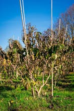 Zevenzonenboom, Heptacodium miconioides, Ophalen, Herfst, Halfschaduw, Overige soorten