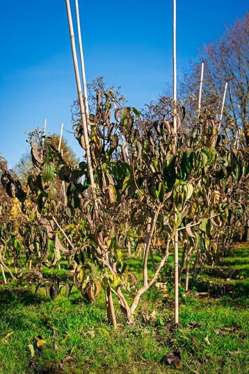 Zevenzonenboom, Heptacodium miconioides, Ophalen, Herfst, Halfschaduw, Overige soorten