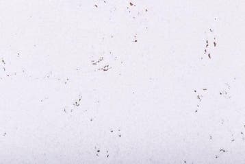 Prikwand kurkplaat - Snow - 60 x 30 cm - 5mm dik, Ophalen of Verzenden, Nieuw