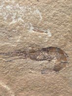 garnalen - Gefossiliseerd dier - Carpopenaeus callirostris -
