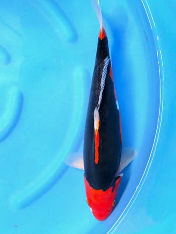 HQ Beni Kumonryu van Ikarashi 38cm (Japanse Koi), Karper of Koi