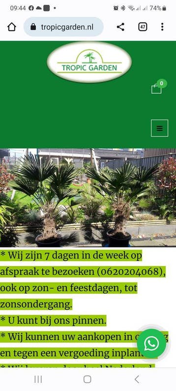 palmboom olijfboom bamboe yucca vijgenboom, Tuin en Terras, Ophalen of Verzenden, Vaste plant, Overige soorten, Halfschaduw