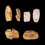 Oud-Grieks Gouden diadeemfragmenten (Zonder minimumprijs)