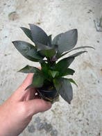 Hygrophila Corymbosa (Aquariumplanten, Aquarium producten), Dieren en Toebehoren, Verzenden, Nieuw, Plant(en), Steen of Hout