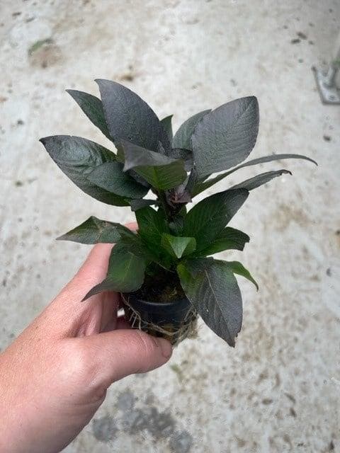 Hygrophila Corymbosa (Aquariumplanten, Aquarium producten), Dieren en Toebehoren, Vissen | Aquaria en Toebehoren, Plant(en), Steen of Hout