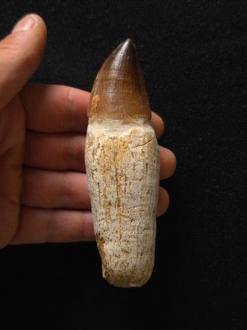 Mosasaurus - Fossiele tand - 11.5 cm (Zonder minimumprijs)