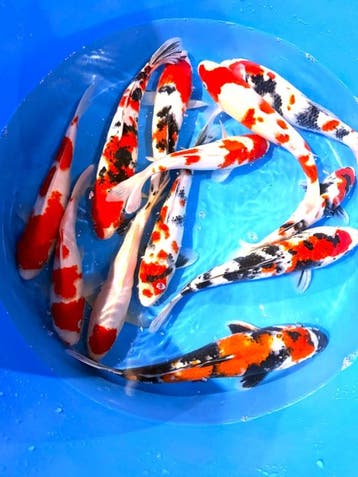 Hirasawa Marusei 30-37cm (Japanse Koi), Karper of Koi