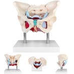 Anatomie model bekken en bekkenbodemspieren, vrouw, Nieuw
