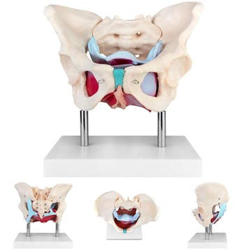 Anatomie model bekken en bekkenbodemspieren, vrouw, Nieuw