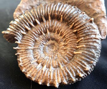 Porpoceras op gangue - Gefossiliseerde schelp - Porpoceras, Verzamelen, Mineralen en Fossielen