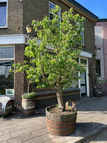 Ruime keuze Plantenbakken, Houten Kuipen, Experience Center., Ophalen of Verzenden, Nieuw, Hout, Tuin