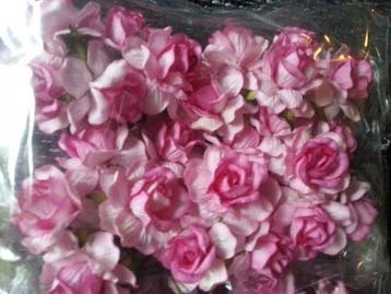 Mulberry Roos Pink Roze 2tone 5 cm pak, Ophalen of Verzenden, Nieuw