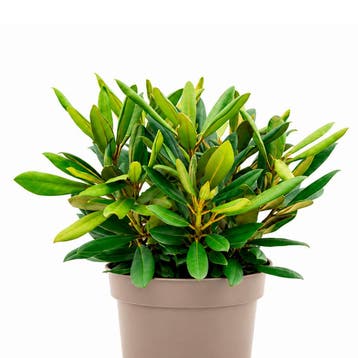 Rhododendron yakushimanum Kalinka container (P19) Raskleur, Verzenden, Overige soorten, Halfschaduw