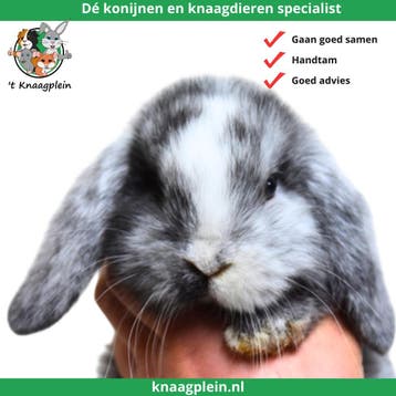 Jonge lieve Nederlandse Hangoordwerg konijnen te koop!, Dieren en Toebehoren, Meerdere dieren, Dwerg, Hangoor, 0 tot 2 jaar