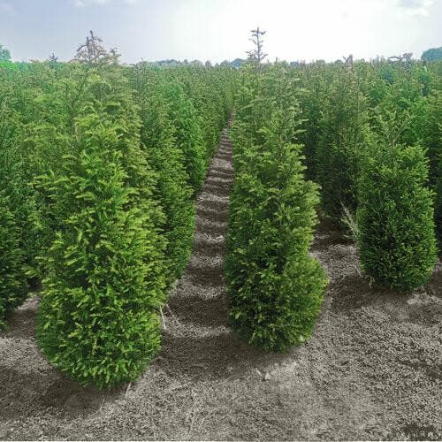 Taxus Baccata 180-200 cm - Kluit, Tuin en Terras, Planten | Struiken en Hagen