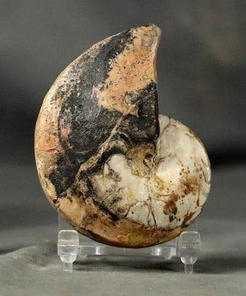 Zeldzame nautiloïde - In uitstekende staat - Gefossiliseerd