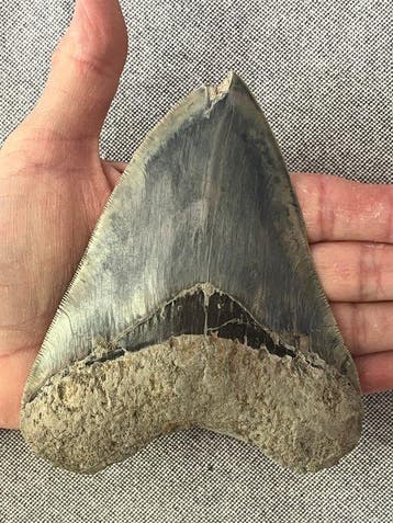 Groot Megalodon-tand van 13,3 cm - Fossiele tand -