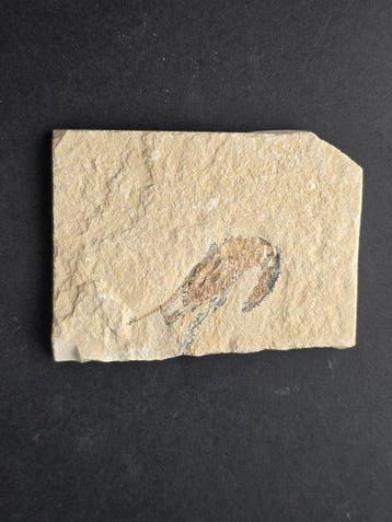 garnaal - Gefossiliseerd dier - Carpopenaeus callirostris -