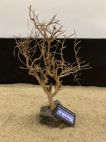 Osaka Bonsai Tree nr 13 - 25x10x37cm - aquascaping boom, Ophalen of Verzenden, Nieuw, Plant(en), Steen of Hout