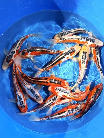 Hirasawa Marusei 24-28cm (Japanse Koi), Karper of Koi