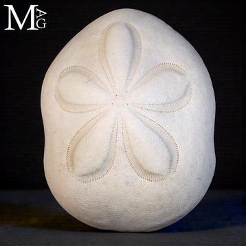 Clypeaster Rosaceus Sea Biscuit Natuurlijke, Nieuw