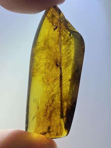 Barnsteen - feather in amber - 35 mm - 13.4 mm, Verzamelen
