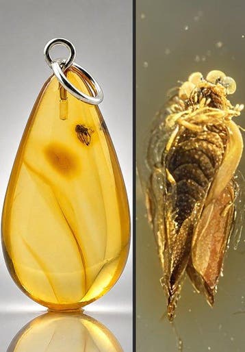 Gouden Baltisch amber sieraden – fossiele LEAFHOPPER &