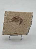 garnaal - Gefossiliseerd dier - Carpopenaeus callirostris -