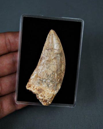 Dinosaurus - Fossiele tand - Carcharodontosaurus saharicus, Verzamelen, Mineralen en Fossielen