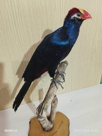turako Violeta Taxidermie volledige montage - Musophaga, Verzamelen, Nieuw