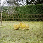 Oranje kippennet 112cm-50m. dubbele pen, Ophalen of Verzenden, Nieuw