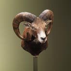 Moeflon Taxidermie Opgezette Dieren By Max, Ophalen of Verzenden, Nieuw, Wild dier, Opgezet dier