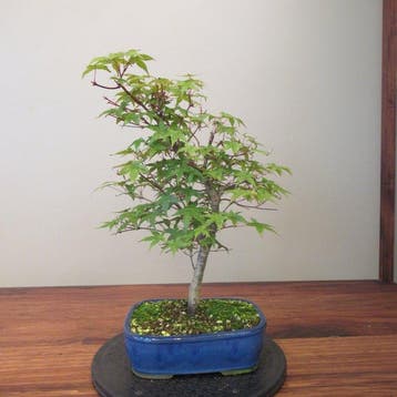 Acer palmatum deshojyo - Hoogte (boom): 38 cm - Diepte
